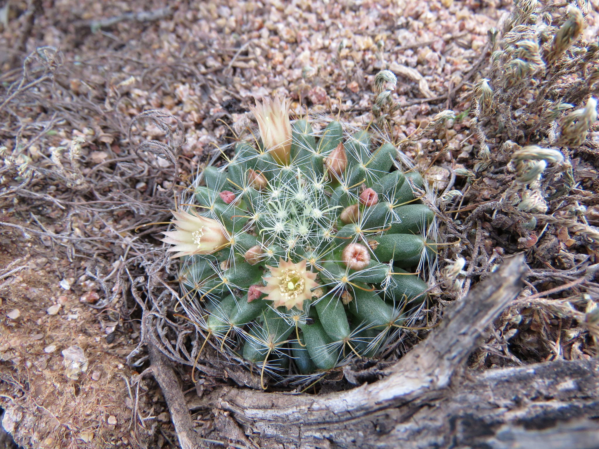 Mammillaria crinita ssp. Leucantha